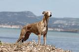 WHIPPET 001